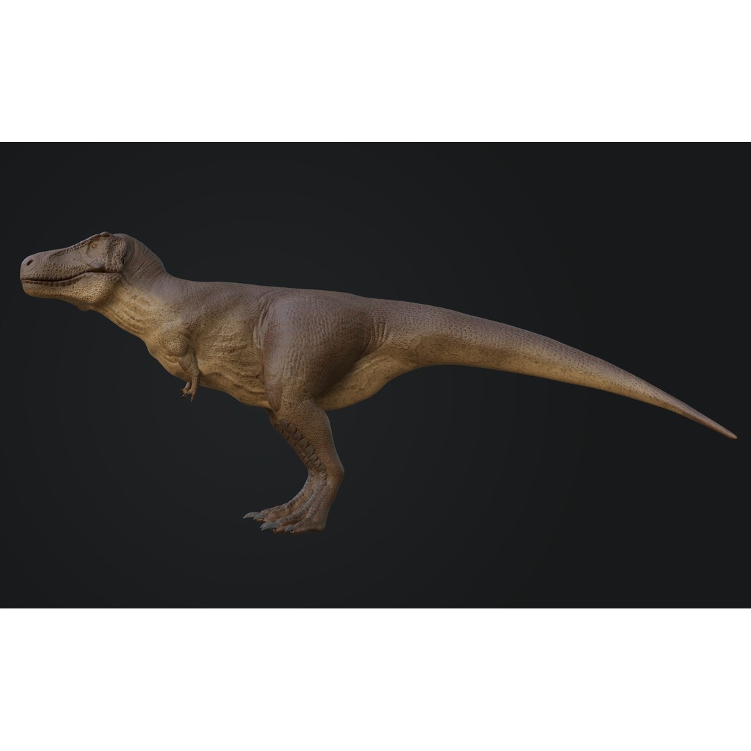 Tyrannosaurus Rex 3D Model – Low Poly Rigged Dinosaur Asset, FBX, OBJ - View 8