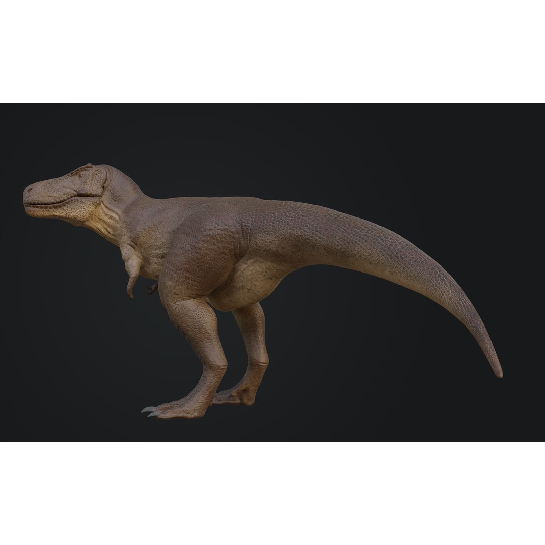Tyrannosaurus Rex 3D Model – Low Poly Rigged Dinosaur Asset, FBX, OBJ - View 9