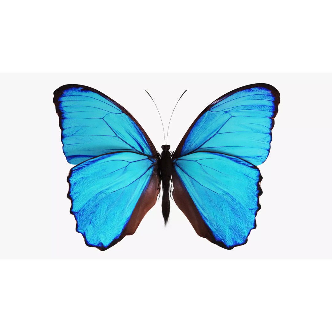 Blue Morpho Butterfly 3D Model – Low Poly PBR Textures, FBX & OBJ - View 10