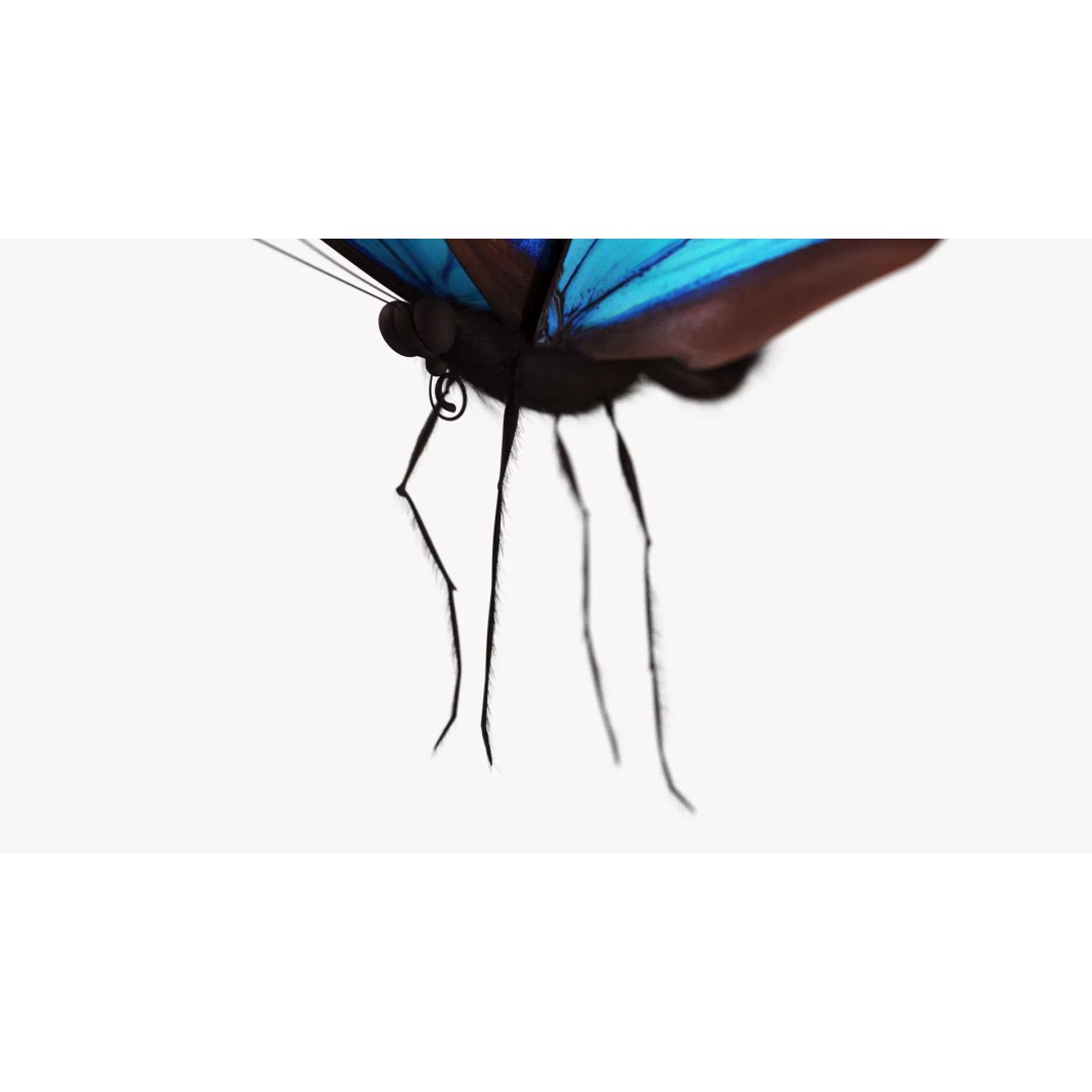 Blue Morpho Butterfly 3D Model – Low Poly PBR Textures, FBX & OBJ - View 11