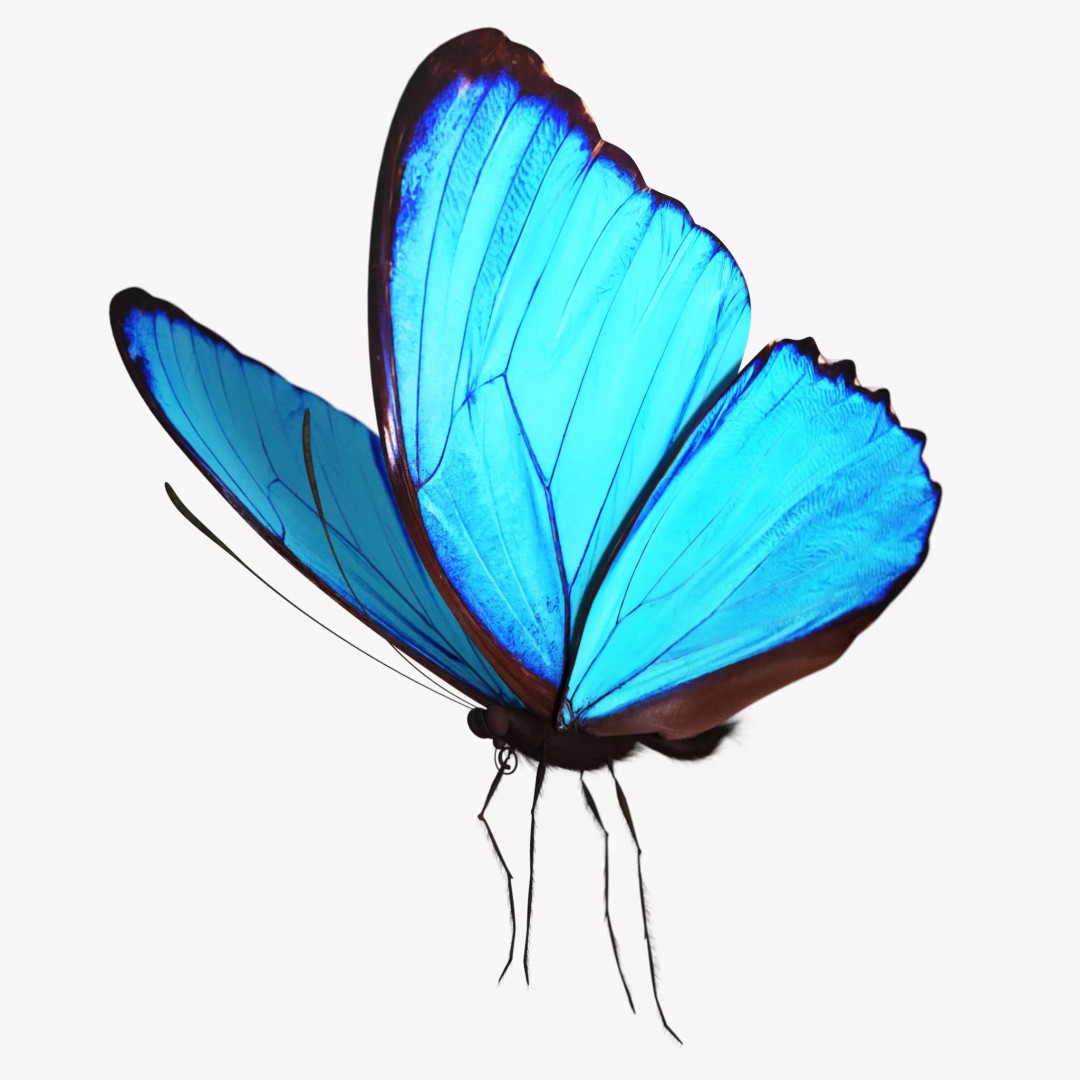 Blue Morpho Butterfly 3D Model – Low Poly PBR Textures, FBX & OBJ - View 2