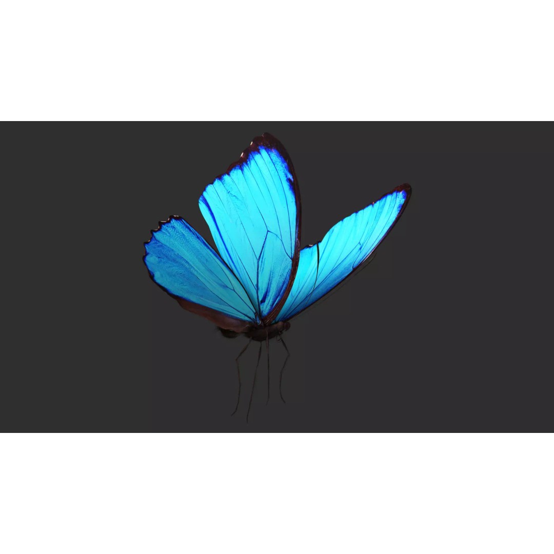 Blue Morpho Butterfly 3D Model – Low Poly PBR Textures, FBX & OBJ - View 3