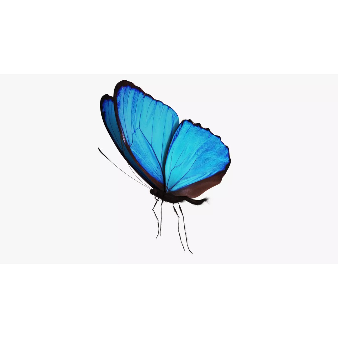 Blue Morpho Butterfly 3D Model – Low Poly PBR Textures, FBX & OBJ - View 4