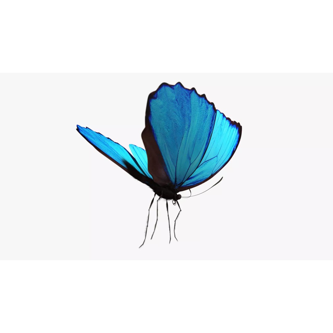 Blue Morpho Butterfly 3D Model – Low Poly PBR Textures, FBX & OBJ - View 5