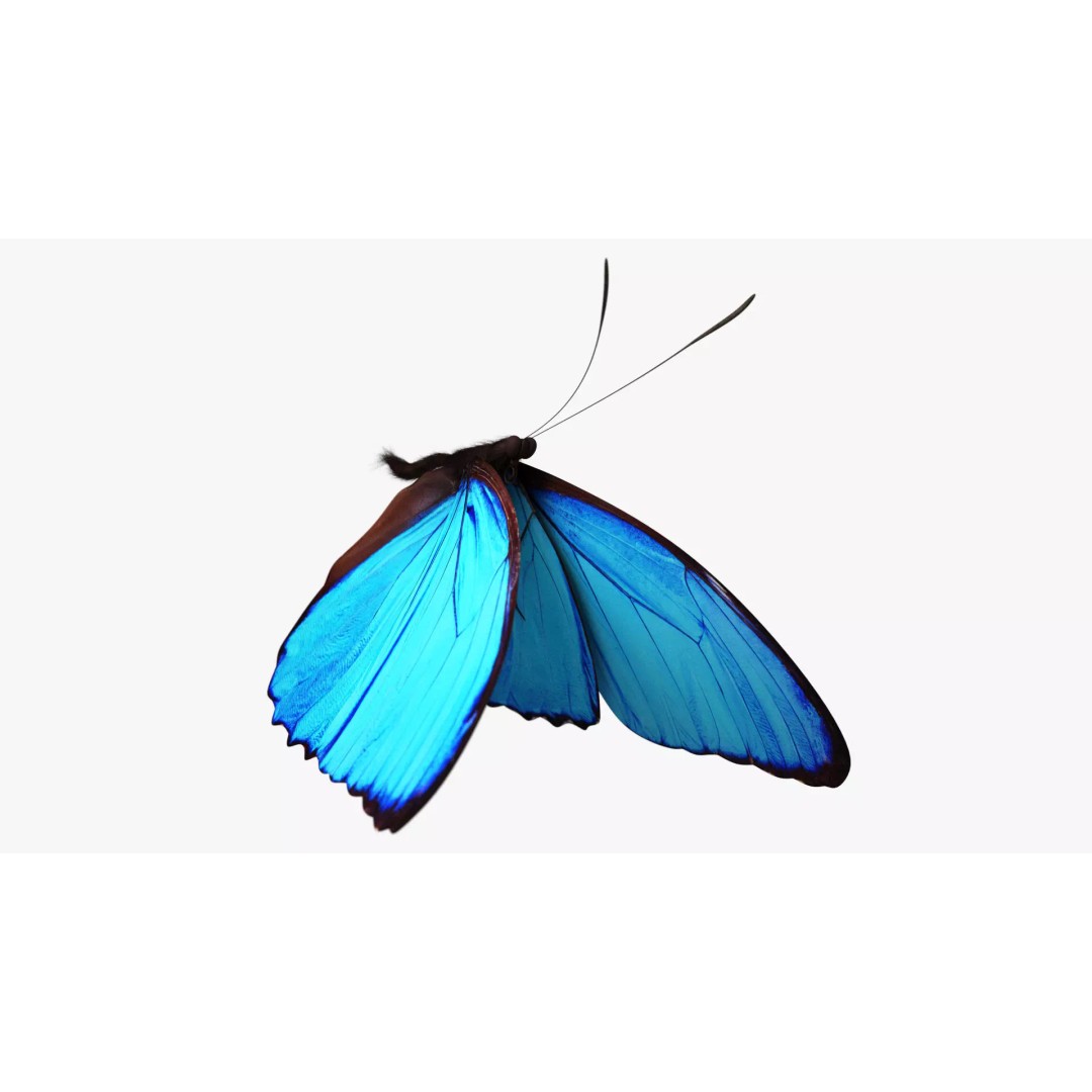 Blue Morpho Butterfly 3D Model – Low Poly PBR Textures, FBX & OBJ - View 6
