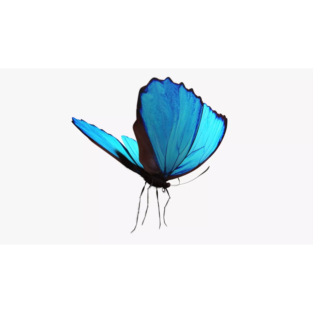 Blue Morpho Butterfly 3D Model – Low Poly PBR Textures, FBX & OBJ - View 8