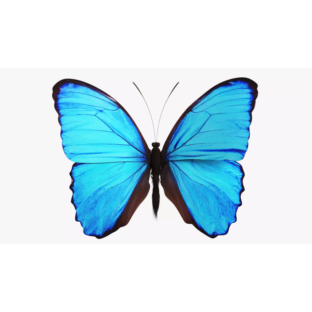 Blue Morpho Butterfly 3D Model – Low Poly PBR Textures, FBX & OBJ - View 9