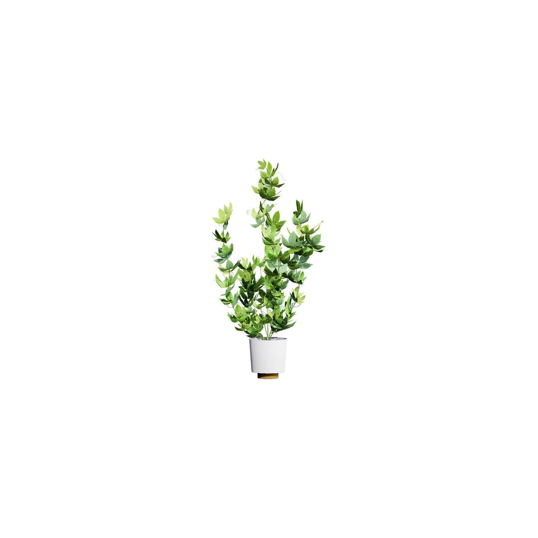 Passion Fruit Tree 3D Model – Low Poly Game Asset, FBX, Blender - View 10