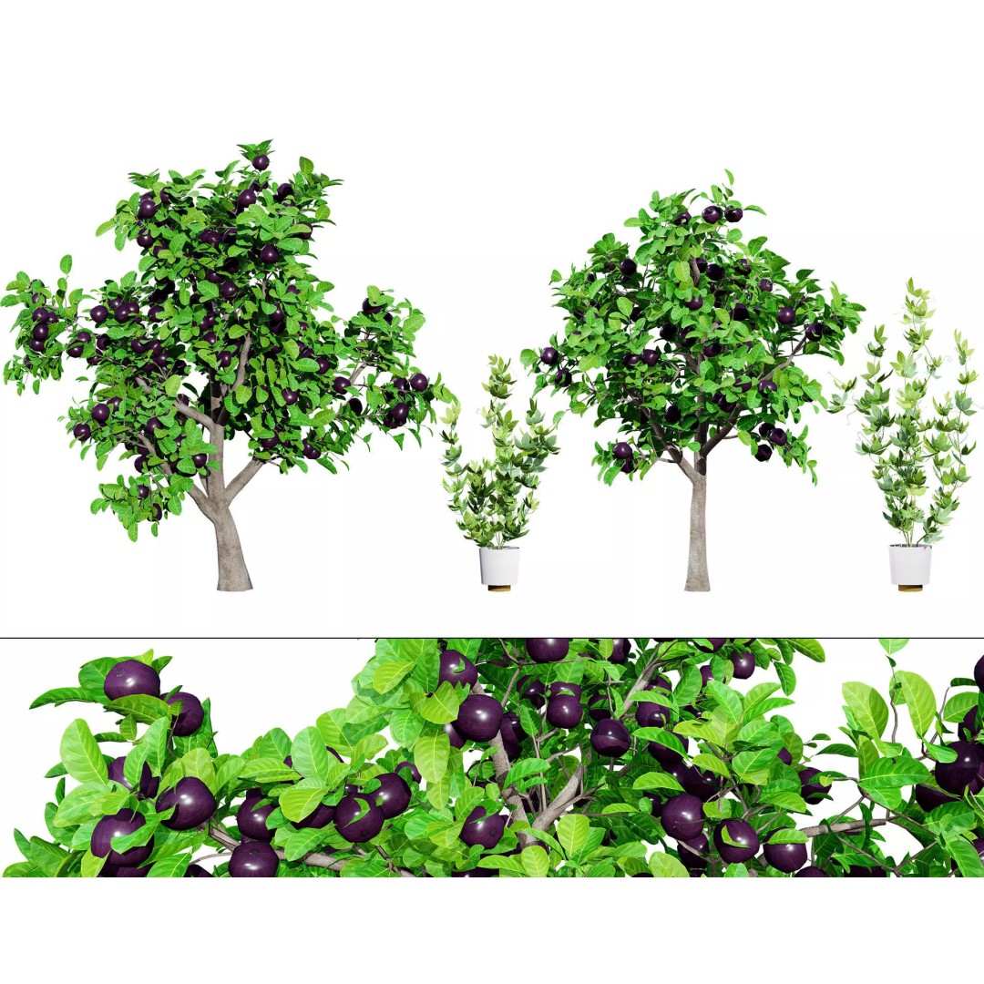Passion Fruit Tree 3D Model – Low Poly Game Asset, FBX, Blender - View 2