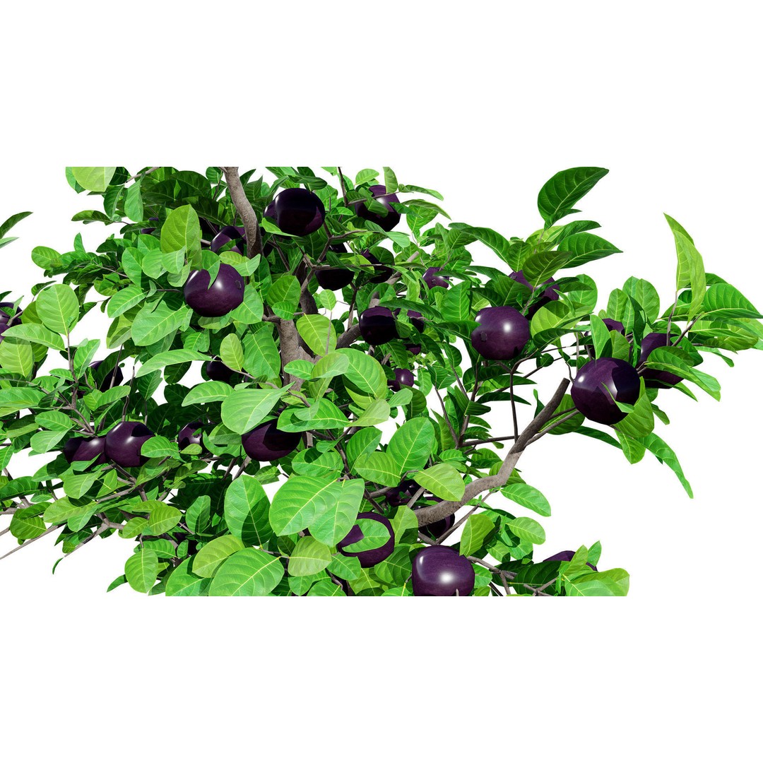 Passion Fruit Tree 3D Model – Low Poly Game Asset, FBX, Blender - View 5