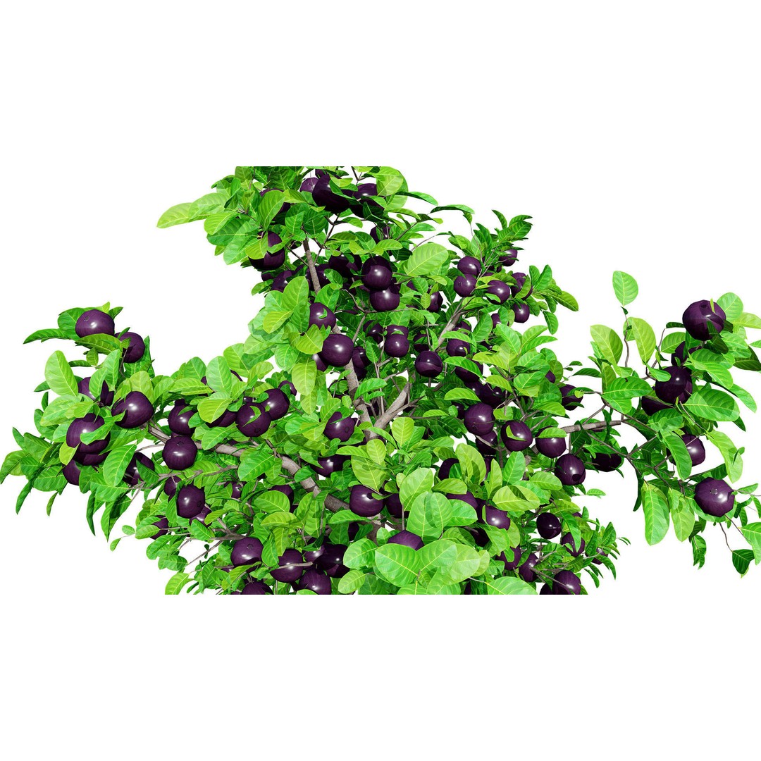 Passion Fruit Tree 3D Model – Low Poly Game Asset, FBX, Blender - View 9