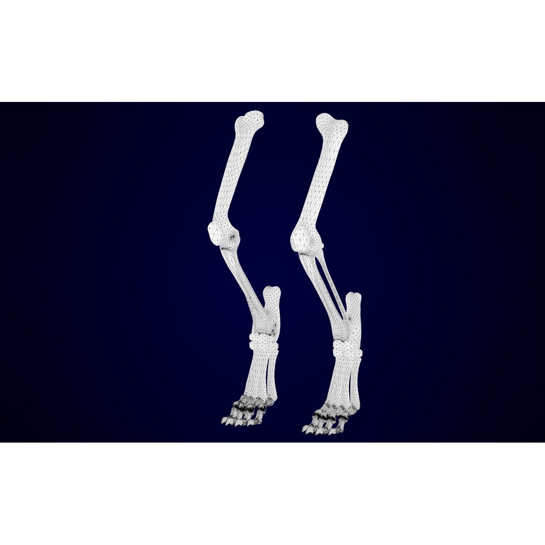 Griffin Skeleton 3D Model – High Poly Fantasy Character, Blender, FBX