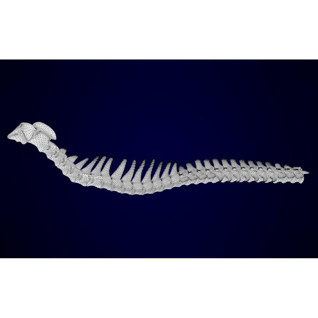 Griffin Skeleton 3D Model – High Poly Fantasy Character, Blender, FBX - View 13