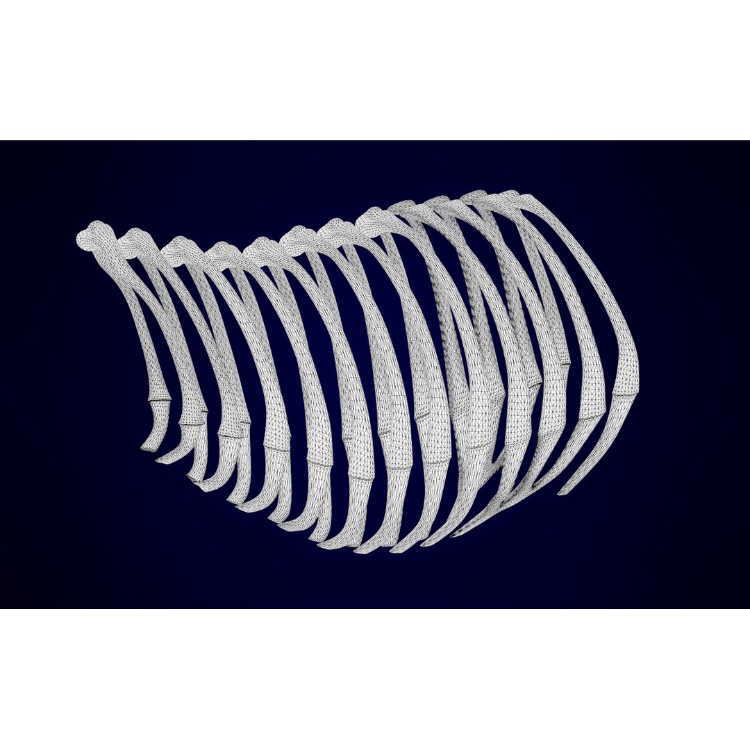 Griffin Skeleton 3D Model – High Poly Fantasy Character, Blender, FBX - View 15