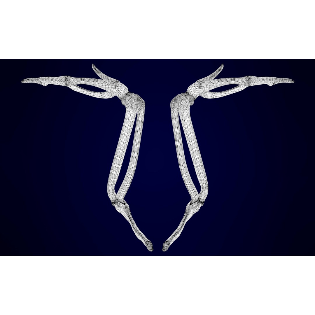 Griffin Skeleton 3D Model – High Poly Fantasy Character, Blender, FBX - View 18