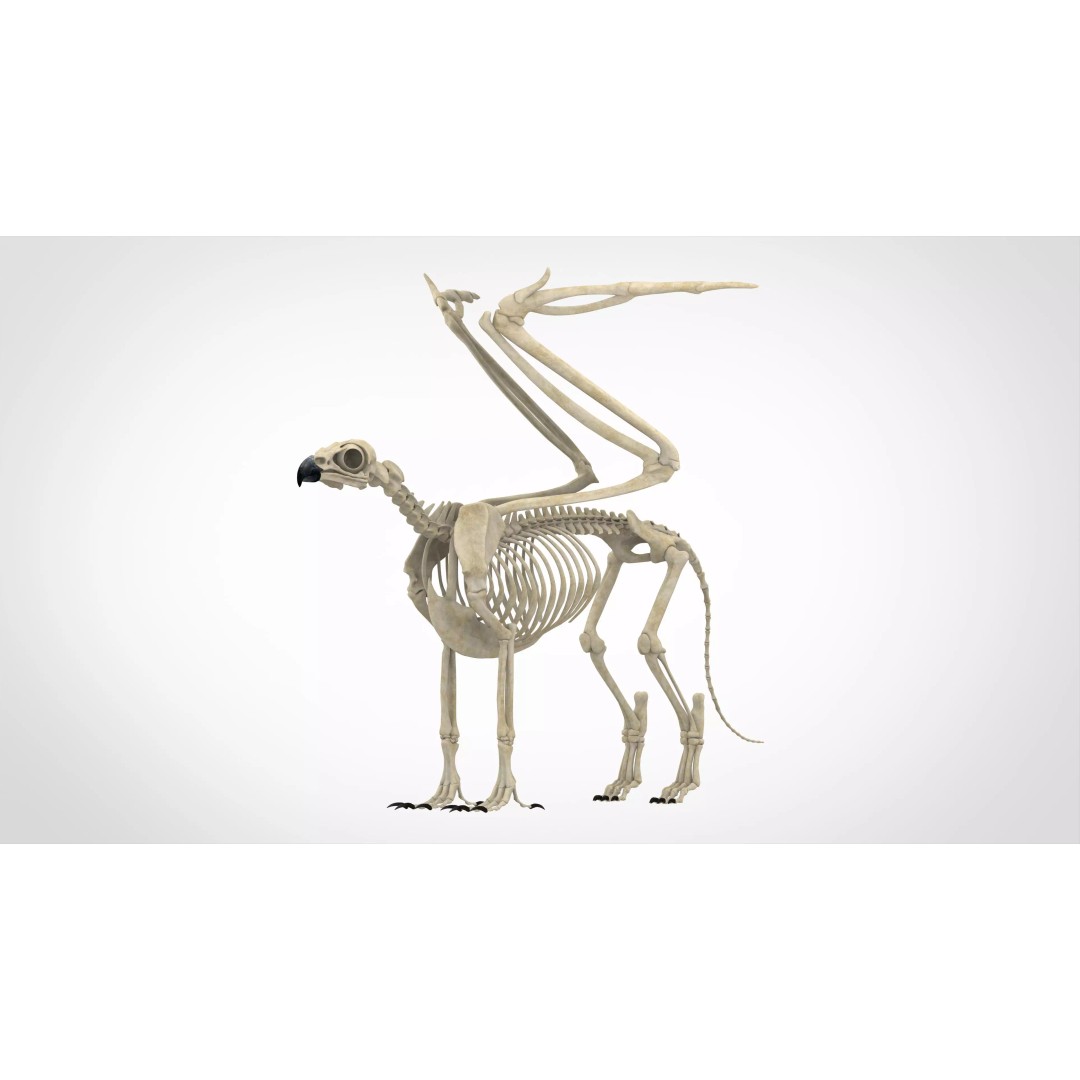 Griffin Skeleton 3D Model – High Poly Fantasy Character, Blender, FBX - View 2