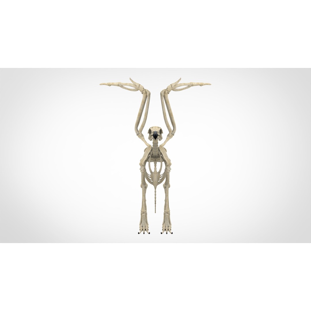 Griffin Skeleton 3D Model – High Poly Fantasy Character, Blender, FBX - View 3