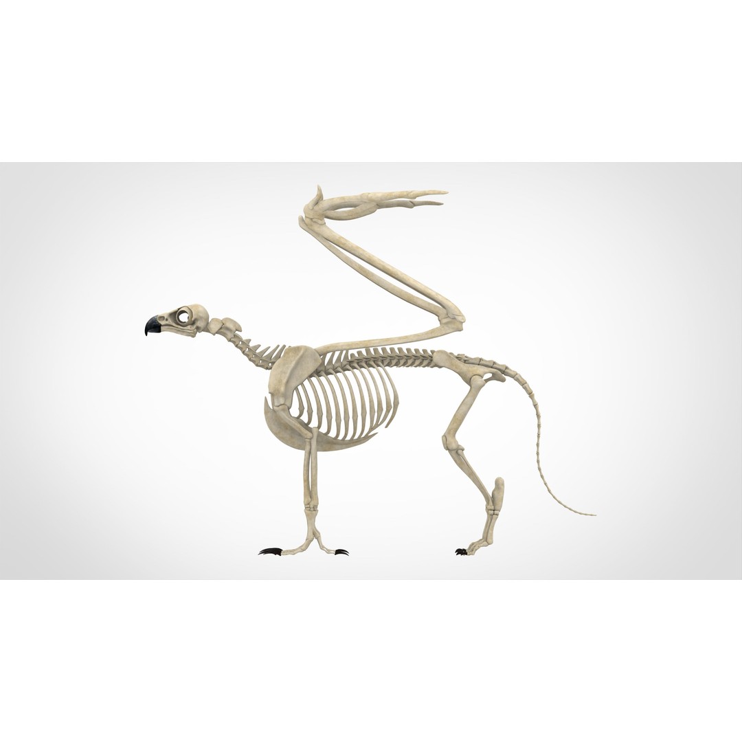 Griffin Skeleton 3D Model – High Poly Fantasy Character, Blender, FBX - View 4
