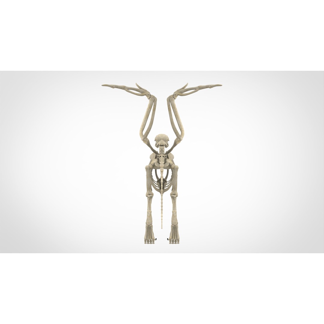 Griffin Skeleton 3D Model – High Poly Fantasy Character, Blender, FBX - View 5