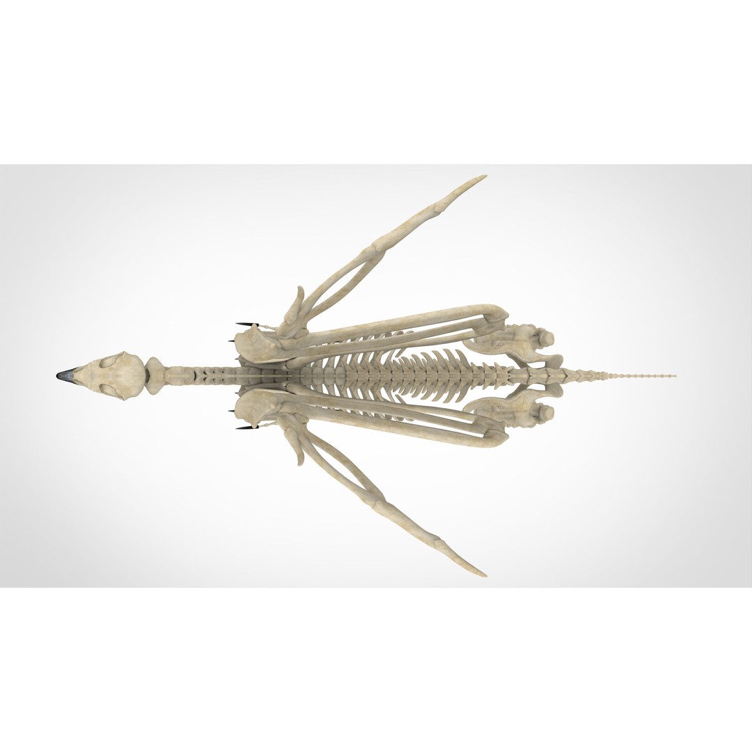 Griffin Skeleton 3D Model – High Poly Fantasy Character, Blender, FBX - View 6