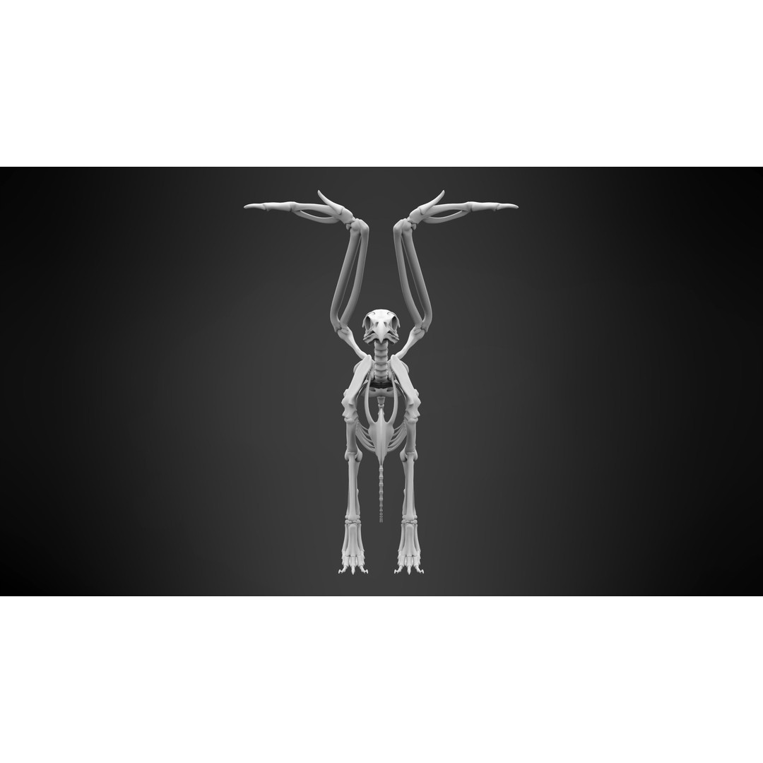 Griffin Skeleton 3D Model – High Poly Fantasy Character, Blender, FBX - View 8