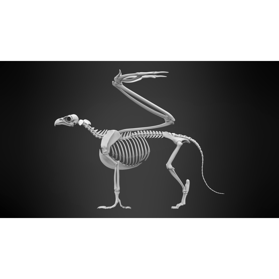 Griffin Skeleton 3D Model – High Poly Fantasy Character, Blender, FBX - View 9