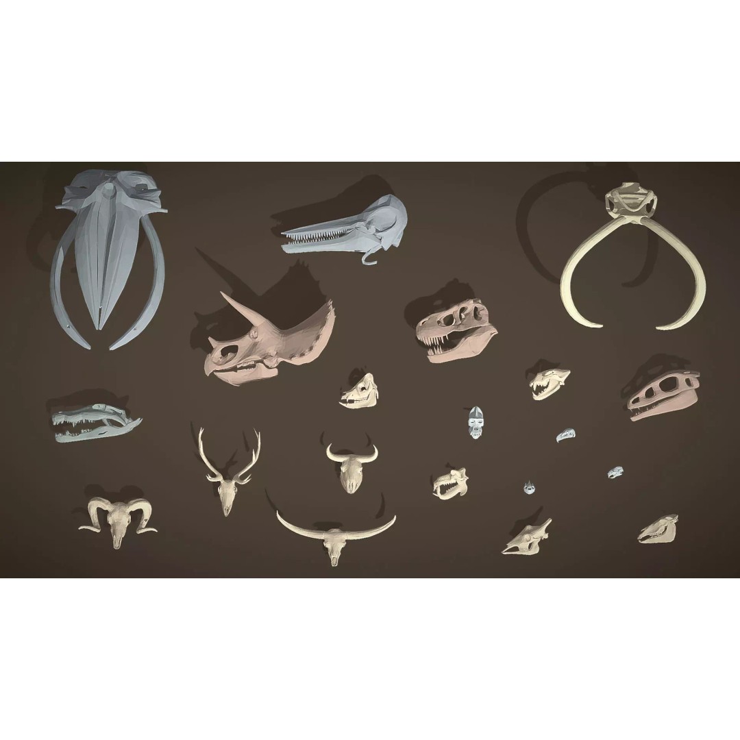 Skulls 3D Model – Low Poly Animal Collection, FBX, Game Ready - View 3