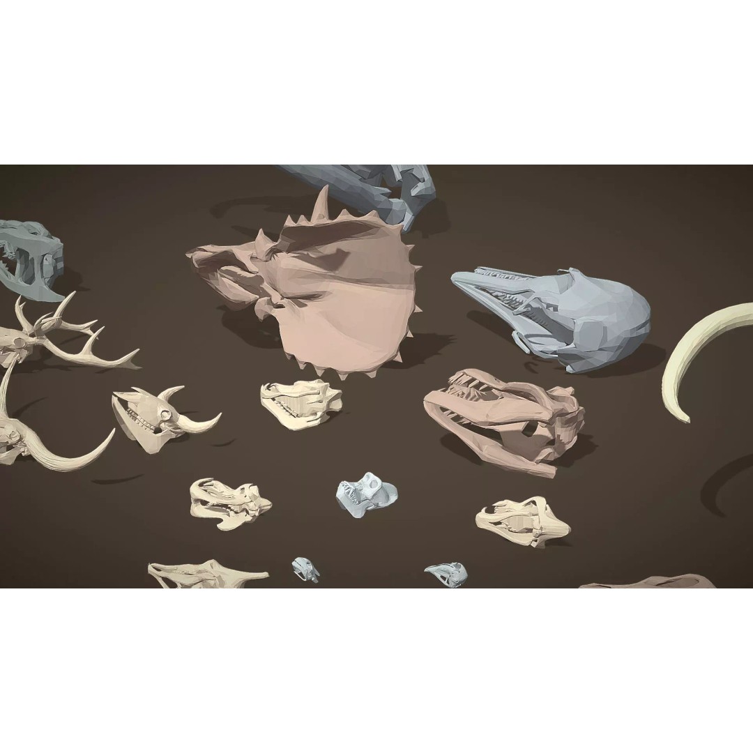Skulls 3D Model – Low Poly Animal Collection, FBX, Game Ready - View 5
