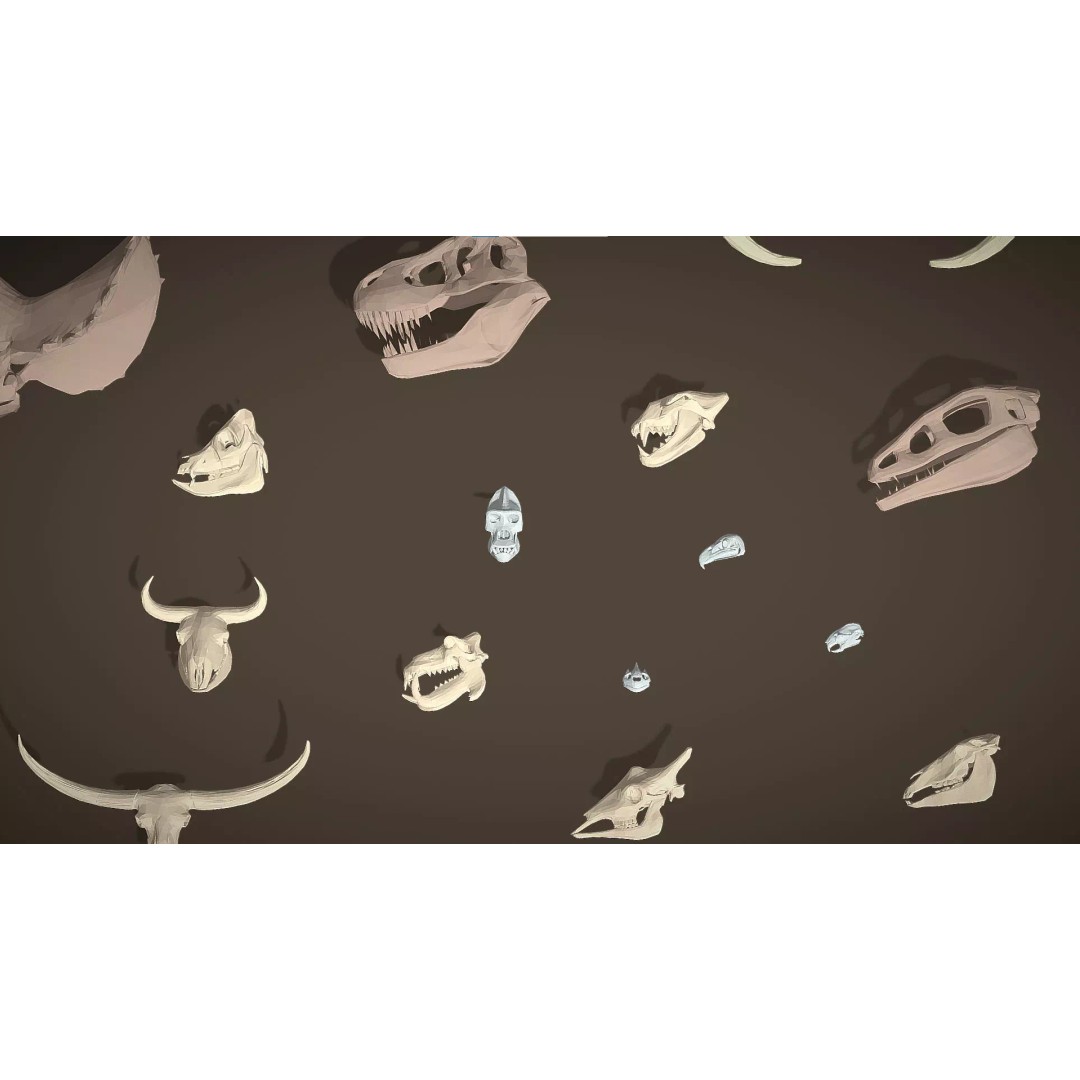 Skulls 3D Model – Low Poly Animal Collection, FBX, Game Ready - View 7