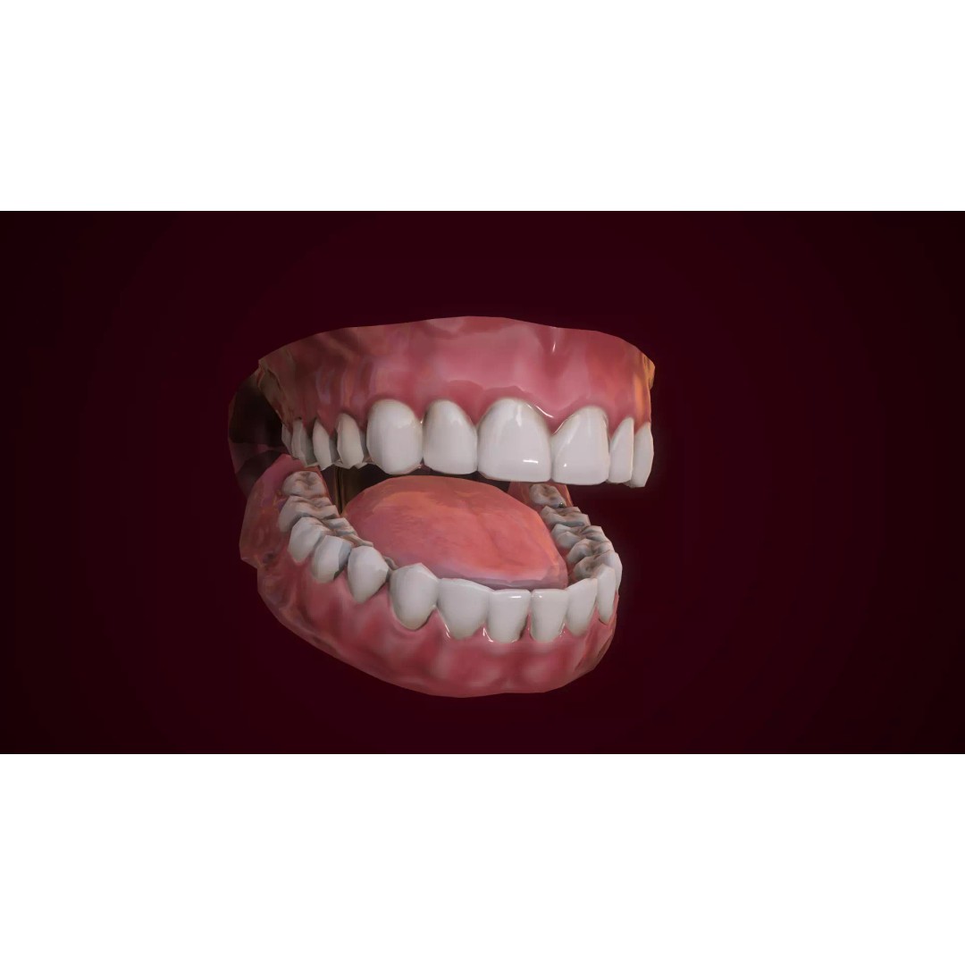 Mouth Teeth 3D Model – Low Poly Game Asset with PBR Textures - View 2