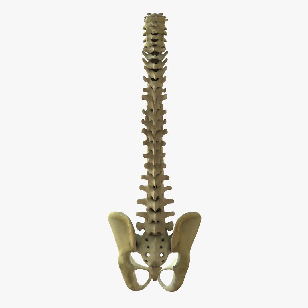 Human Spine 3D Model – Rigged Realistic Anatomy for Animation - View 10