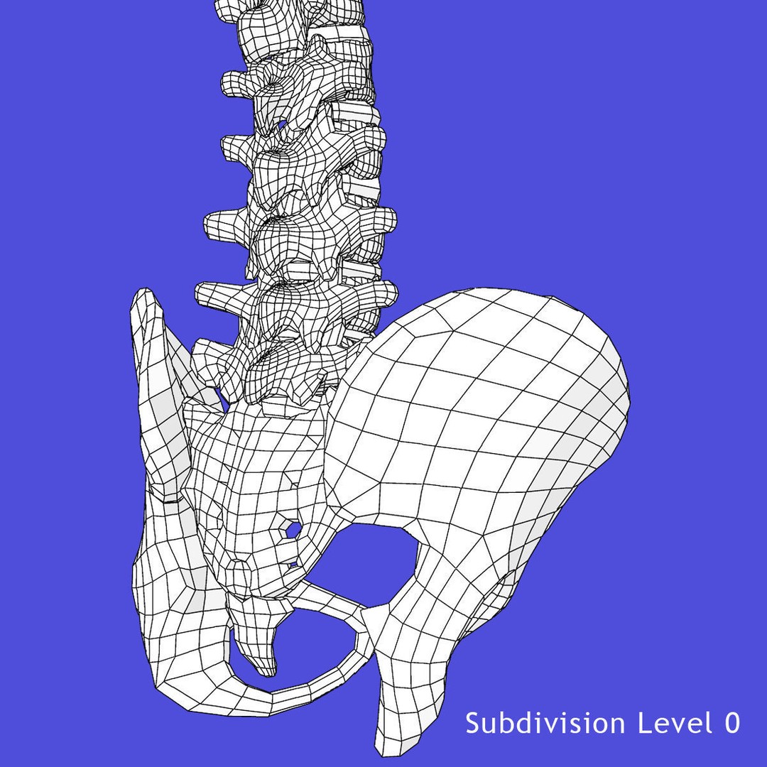 Human Spine 3D Model – Rigged Realistic Anatomy for Animation - View 14