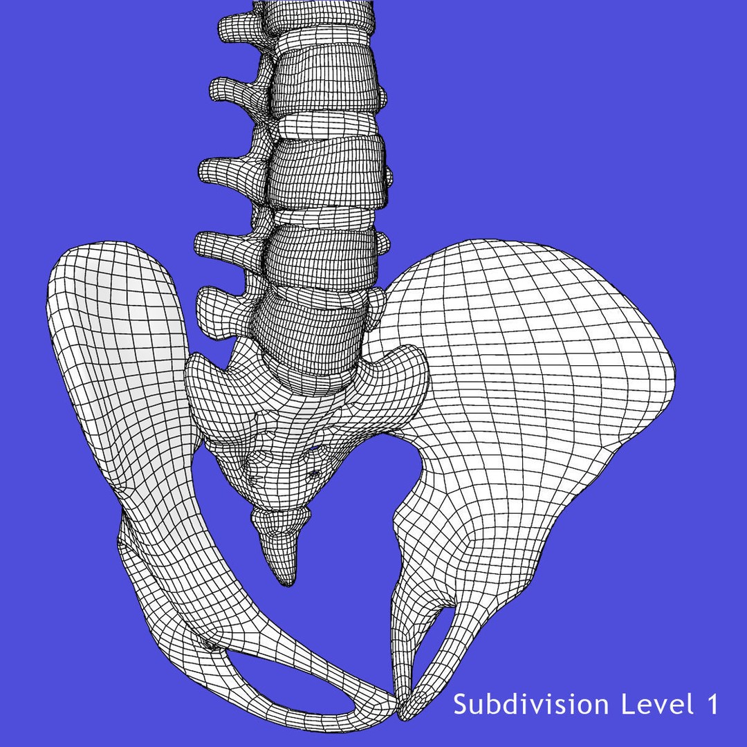 Human Spine 3D Model – Rigged Realistic Anatomy for Animation - View 16