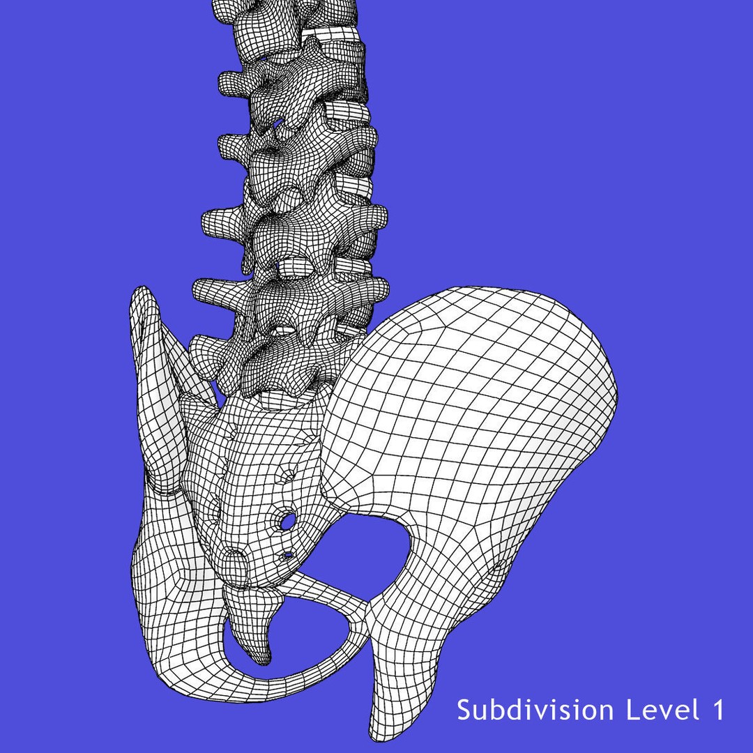 Human Spine 3D Model – Rigged Realistic Anatomy for Animation - View 17