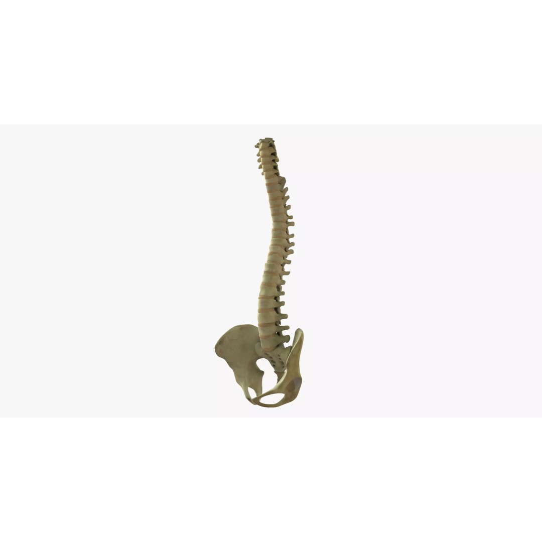 Human Spine 3D Model – Rigged Realistic Anatomy for Animation - View 2