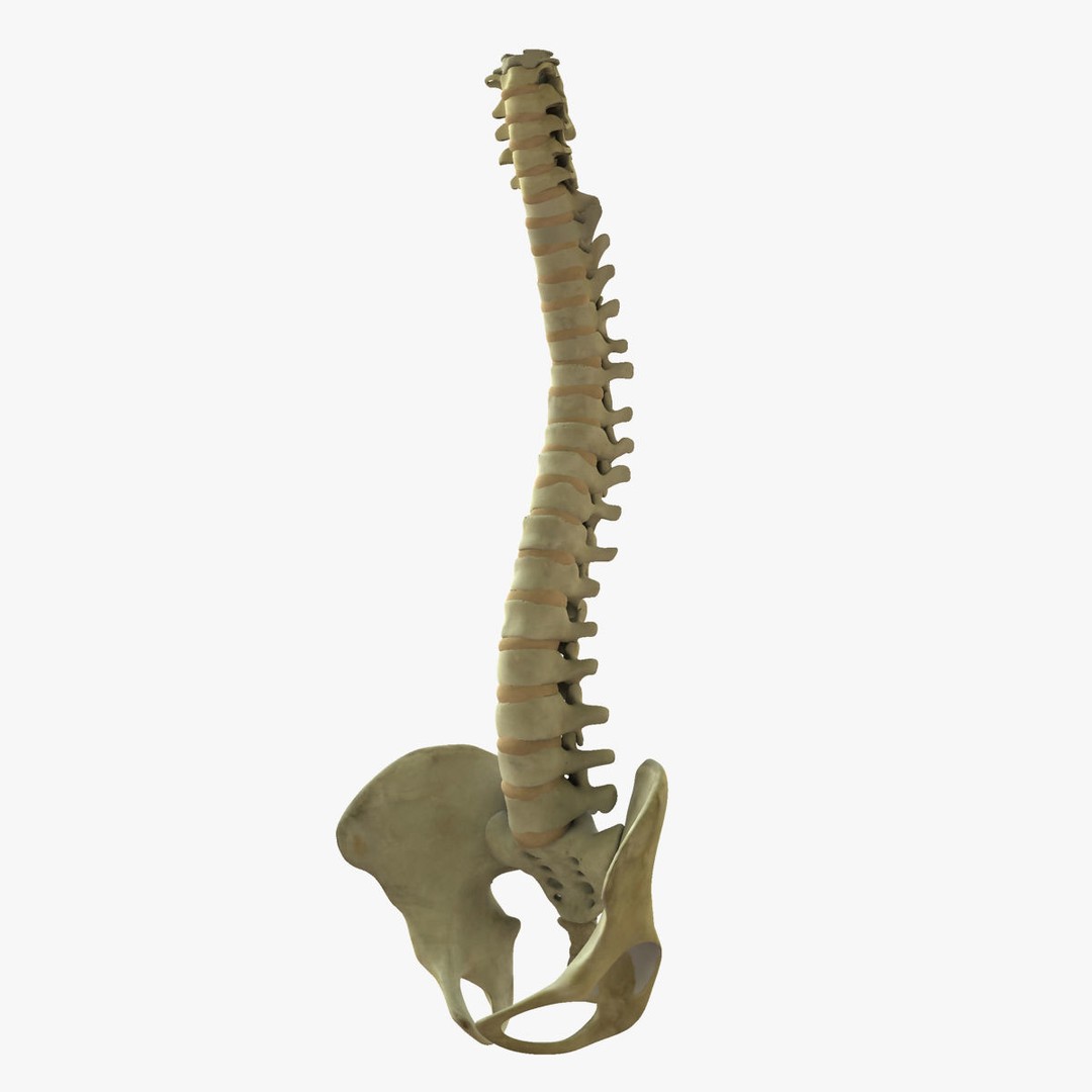 Human Spine 3D Model – Rigged Realistic Anatomy for Animation - View 3