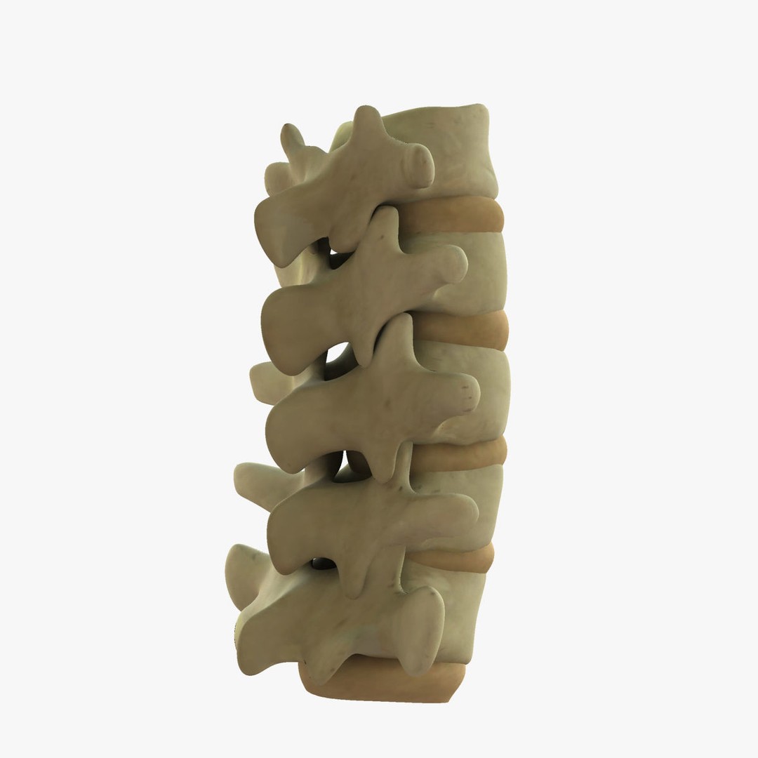 Human Spine 3D Model – Rigged Realistic Anatomy for Animation - View 5