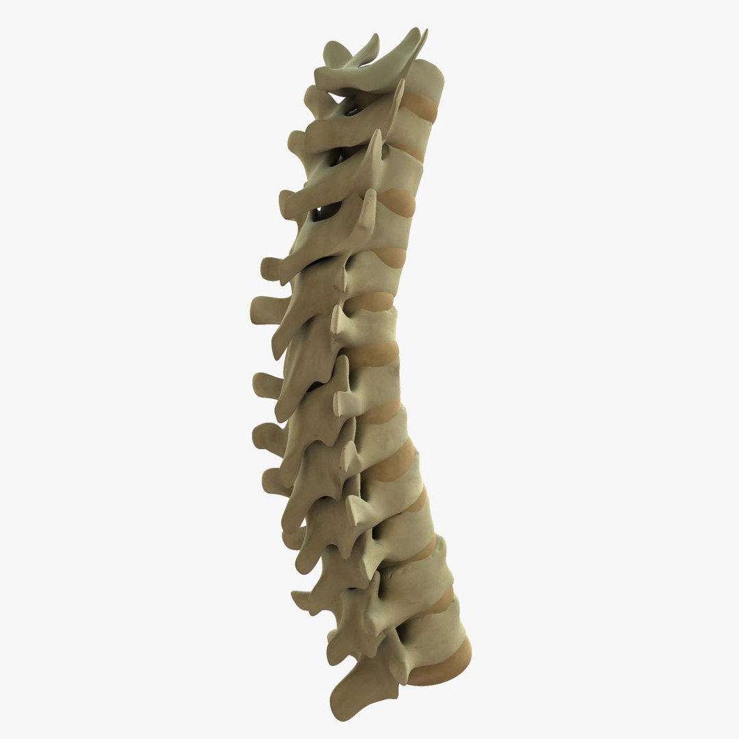 Human Spine 3D Model – Rigged Realistic Anatomy for Animation - View 6