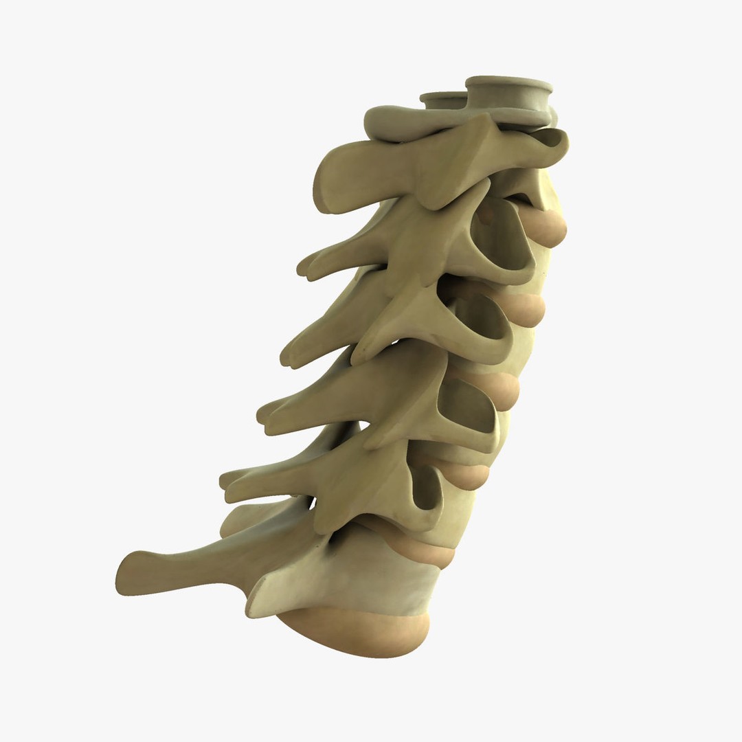 Human Spine 3D Model – Rigged Realistic Anatomy for Animation - View 7