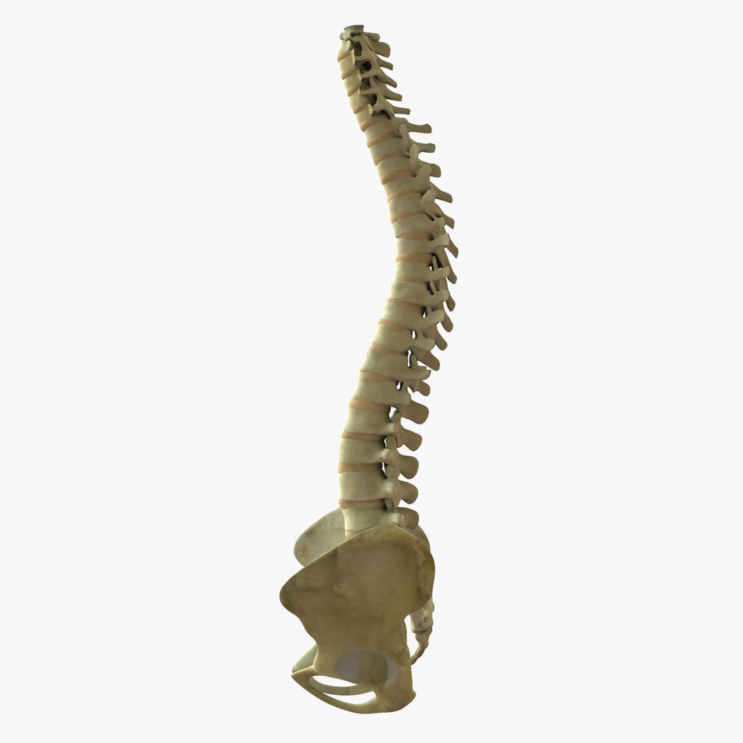 Human Spine 3D Model – Rigged Realistic Anatomy for Animation - View 9