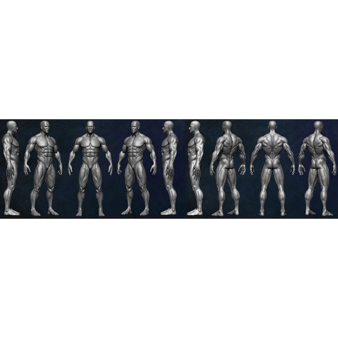 Muscular Human Anatomy 3D Model – Low Poly Character for ZBrush, FBX