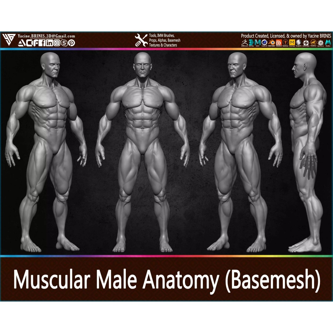 Muscular Human Anatomy 3D Model – Low Poly Character for ZBrush, FBX - View 2