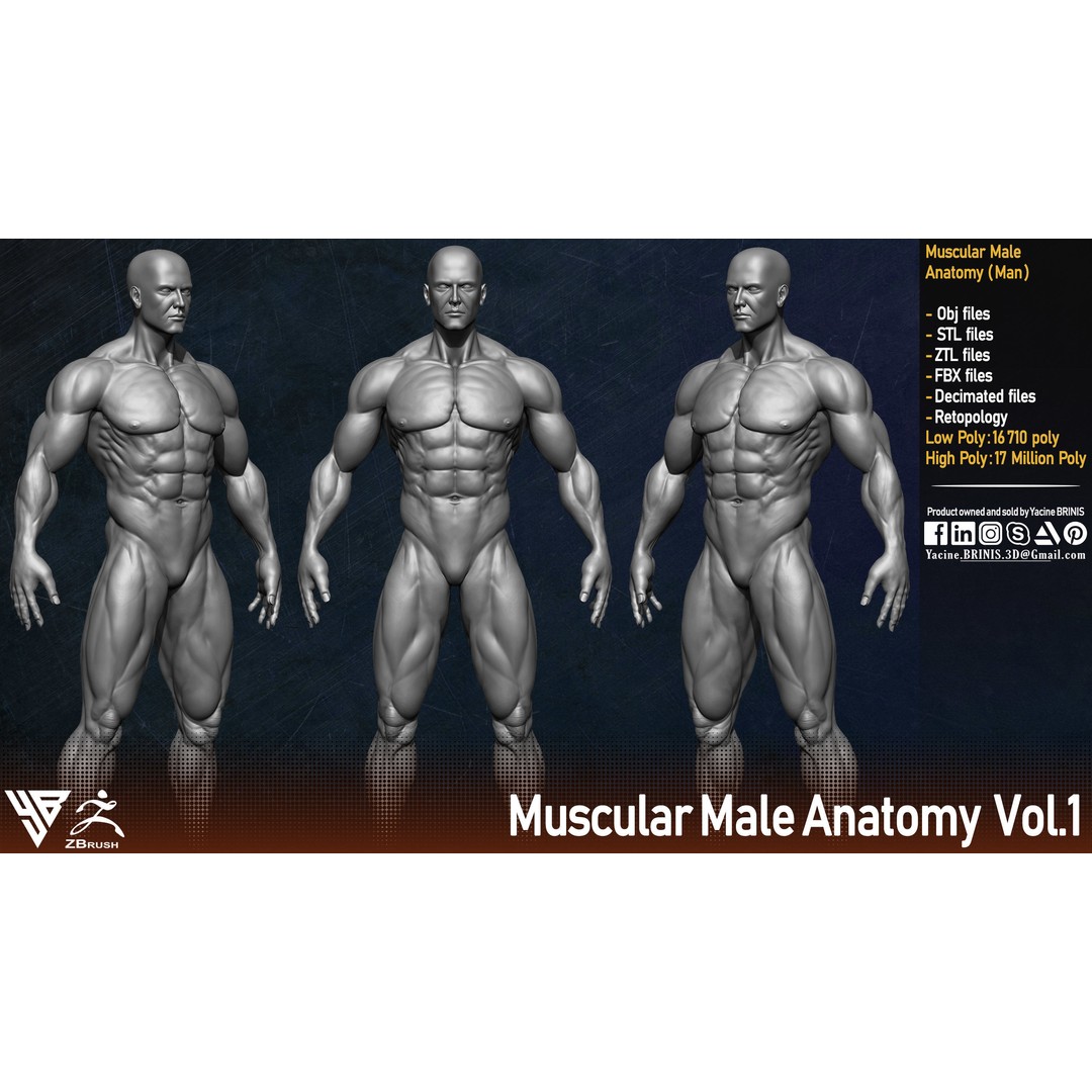 Muscular Human Anatomy 3D Model – Low Poly Character for ZBrush, FBX - View 3