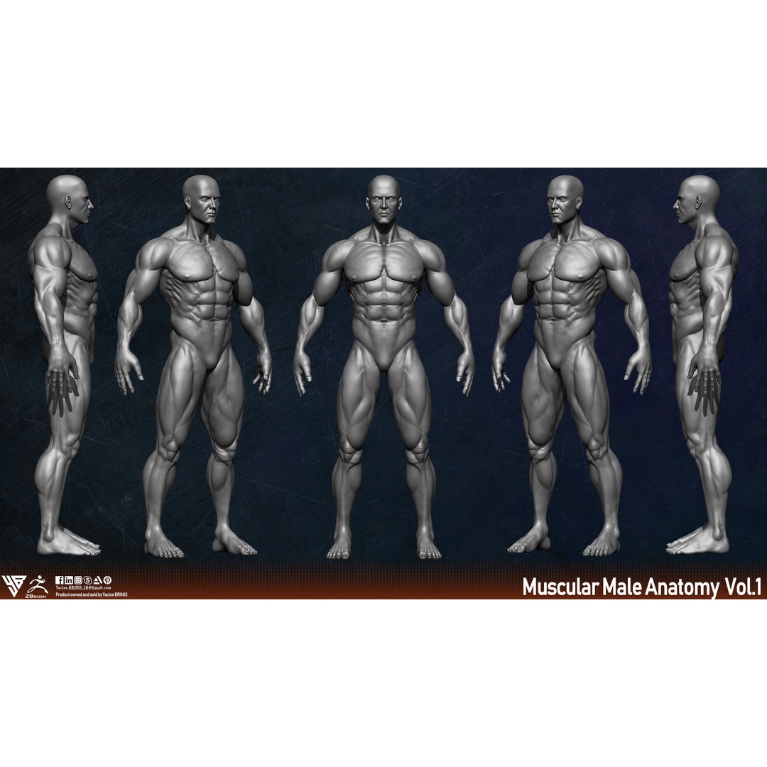 Muscular Human Anatomy 3D Model – Low Poly Character for ZBrush, FBX - View 4