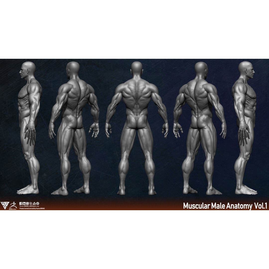 Muscular Human Anatomy 3D Model – Low Poly Character for ZBrush, FBX - View 5