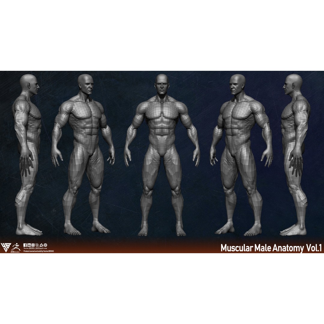 Muscular Human Anatomy 3D Model – Low Poly Character for ZBrush, FBX - View 6