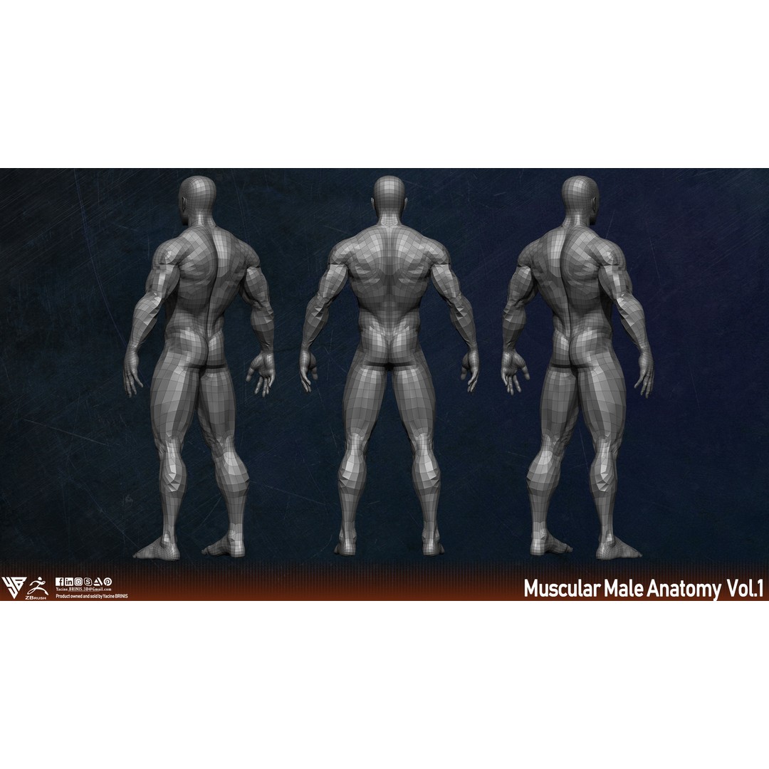 Muscular Human Anatomy 3D Model – Low Poly Character for ZBrush, FBX - View 7