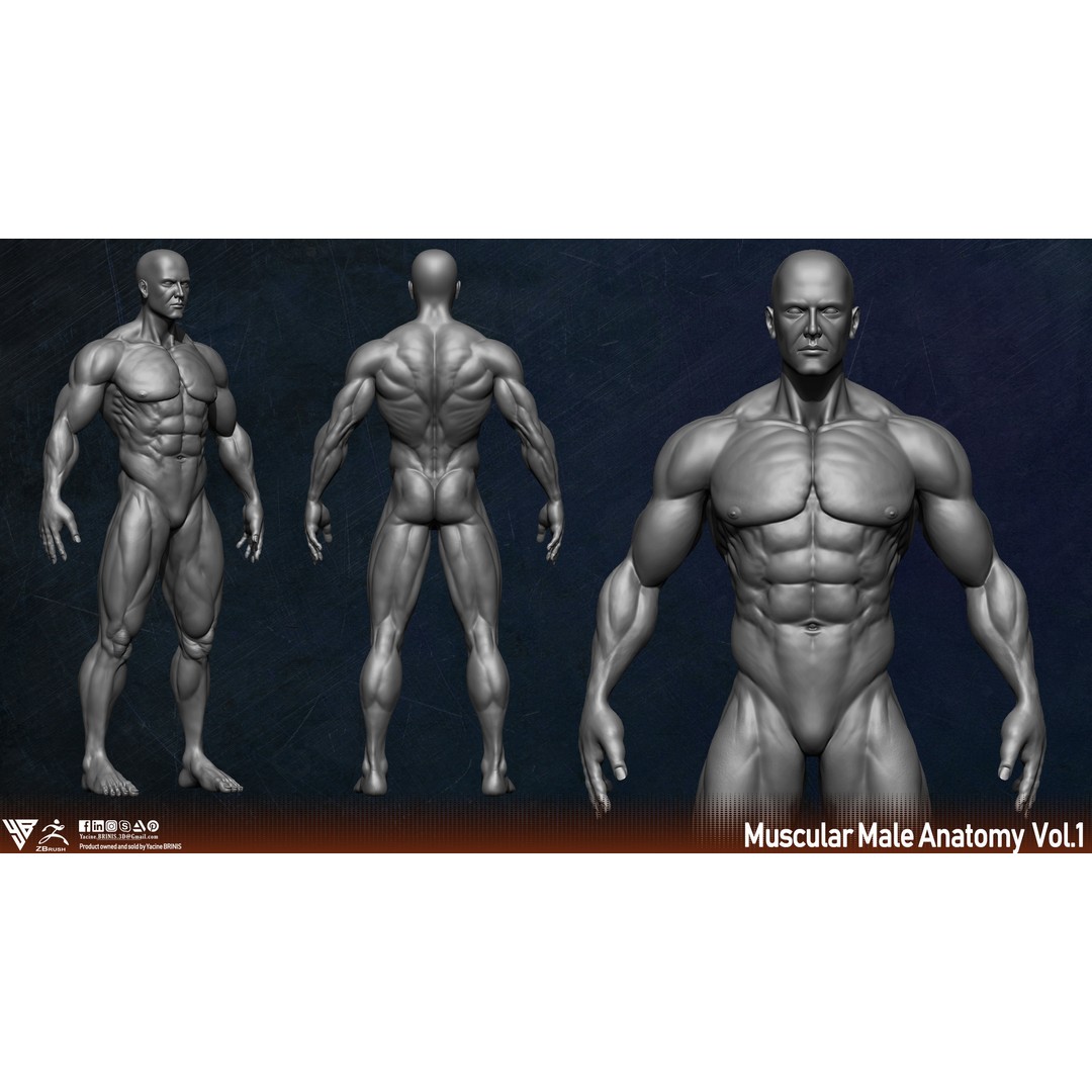 Muscular Human Anatomy 3D Model – Low Poly Character for ZBrush, FBX - View 8