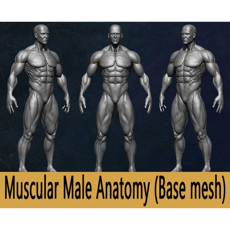 Muscular Human Anatomy 3D Model – Low Poly Character for ZBrush, FBX - View 9