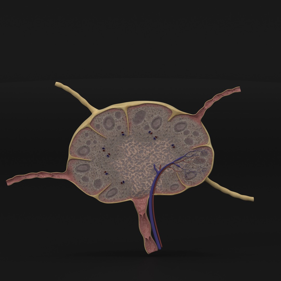 Lymph Node 3D Model – High-Resolution Anatomical Asset, FBX & OBJ